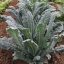 เคลเนโรดิทอสคาน่า - Nero di Toscana Kale