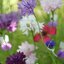 คอร์นฟลาวเวอร์คละสี - Mixed Cornflower (ดอกไม้กินได้)