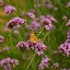 เวอร์บิน่าคละสี - Mixed Verbena (Verbena Tenuisecta)