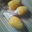 ข้าวโพดป๊อปคอร์นสับปะรดสีเหลือง - Pineapple Popcorn (หายากกว่าสีแดง)