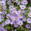 คัตเตอร์สีม่วง - Purple Cutter Aster