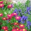 ไพรีทรัมคละสี - Mixed Pyrethrum (ไล่แมลง)
