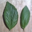 โหระพาอิตาลีใบใหญ่ - Large Leaf Italian Basil