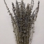 ช่อดอกลาเวนเดอร์ฝรั่งเศสแห้ง - Dried French Lavender 100 ก้าน