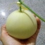 เมล่อนไต้หวันมิโน - Taiwan Mino Melon