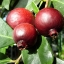 ฝรั่งสตรอเบอรี่สีแดง - Red Strawberry Guava