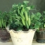 ถั่วลันเตาแคระ - Tom Thumb Dwarf Pea