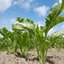 บีทชูการ์ (ทำน้ำตาล) - Sugar Beet