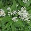 กระเทียมป่า - Wild Garlic Ramsons (Allium ursinum)