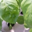 โหระพานูฟาร์ไฮบริด (ใบใหญ่) - Nufar Hybrid Basil