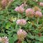 โคลเวอร์สตรอว์เบอร์รีปาเลสไตน์ - Strawberry Palestine Clover