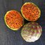 แก้วมังกรเม็กซิโก - Mexican Pitaya (Stenocereus queretaroensis)
