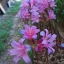 หัวลิลลี่แมงมุมสีฟ้า - Electric Blue Spider Lily (Lycoris Sprengeri) 1 หัว
