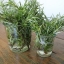 โรสแมรี่ - Rosemary