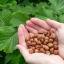 เฮเซลนัท - Hazelnut (Corylus avellana)