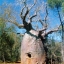 เบาบับ - Baobab (Adansonia)