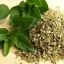 ออริกาโน - Oregano