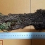 กุหลาบแวมไพร์ - Rose of Jericho (แบบต้น)