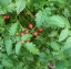 มะเขือเทศเคอเร้นท์สีแดง - Red Currant Tomato