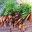 แครอทนิ้วมือ - Little Finger Carrot