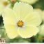 ดาวกระจายเลมอนเนด - Lemonade Cosmos