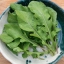 ร็อกเก็ต - Eruca sativa (Rocket)