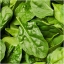 ผักปวยเล้งไจแอ้นท์โนเบล - Giant Noble Spinach