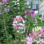 ผักเสี้ยนฝรั่งคละสี - Mixed Cleome
