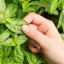 โหระพาอิตาลีใบใหญ่ - Large Leaf Italian Basil