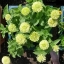 บานชื่นสีเขียว - Envy Zinnia