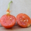 โคมไฟจีน - Physalis alkekengi
