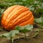 ฟักทองบิ๊กแมกซ์ - Big Max Pumpkin