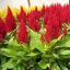 สร้อยไก่สีแดง - Red Celosia