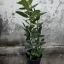 ต้นกระวาน - Bay leaf (Laurus nobilis)