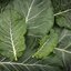 คอลลาร์ดมอริสเฮดดิ้ง - Morris Heading Collard