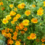ดาวเรืองโกลเด้นเจ็ม - Golden Gem Tagetes