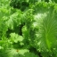 มัสตาร์ดเขียวใบหยิก - Southern Giant Curled Mustard
