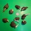 หัวบุกกำมะหยี่ - Amorphophallus atroviridus