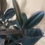 ต้นยางอินเดียใบดำ - Ficus elastica Black