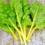 สวิสชาร์ดสีเหลือง - Bright Yellow Swiss Chard