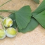 ต้นแปะก๊วย - Gingko