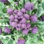 บรอกโคลี่ดอกสีม่วง - Purple Sprouting Broccoli