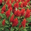 สร้อยไก่สีแดง - Red Celosia