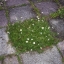 คาโมมายล์โรมัน (หญ้าหอม) - Roman Chamomile