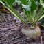บีทชูการ์ (ทำน้ำตาล) - Sugar Beet