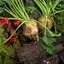 บีทชูการ์ (ทำน้ำตาล) - Sugar Beet