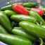 พริกจาลาปิโน - Jalapeno Pepper