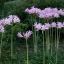 หัวลิลลี่แมงมุมสีฟ้า - Electric Blue Spider Lily (Lycoris Sprengeri) 1 หัว