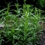 ทาร์รากอนรัสเซีย - Russian Tarragon