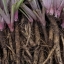 โกโบ - Gobo Root